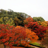 紅葉