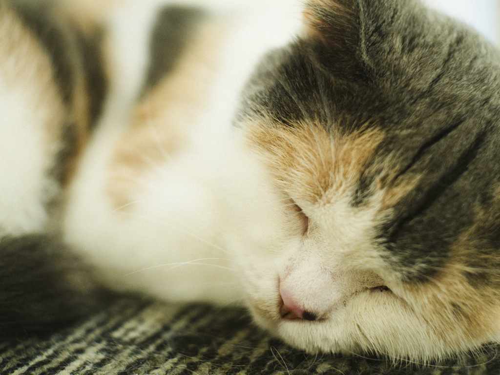 猫カフェ