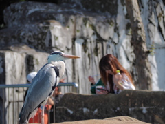 動物園　鳥