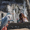 動物園　鳥