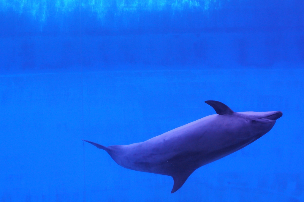 水族館　イルカ