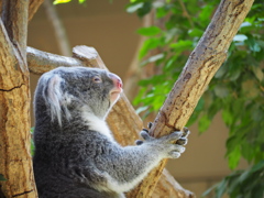 動物園　コアラ