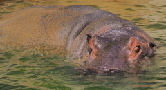 動物園　カバ