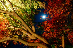 紅葉
