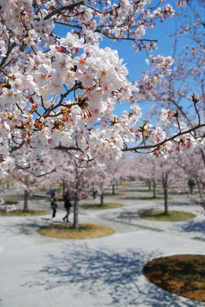 桜