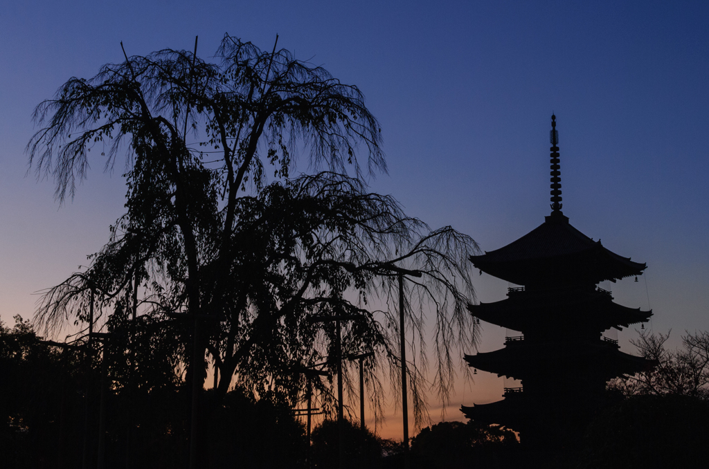 東雲枝垂桜