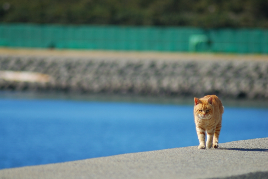 海辺をゆく