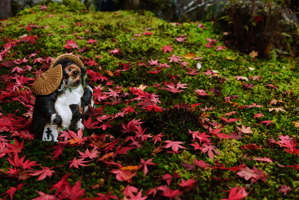 狸も愛でる紅の絨毯
