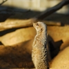 小動物