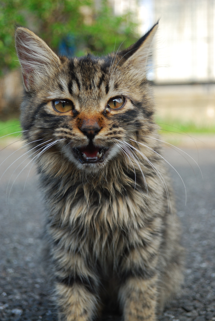 わんぱく子猫