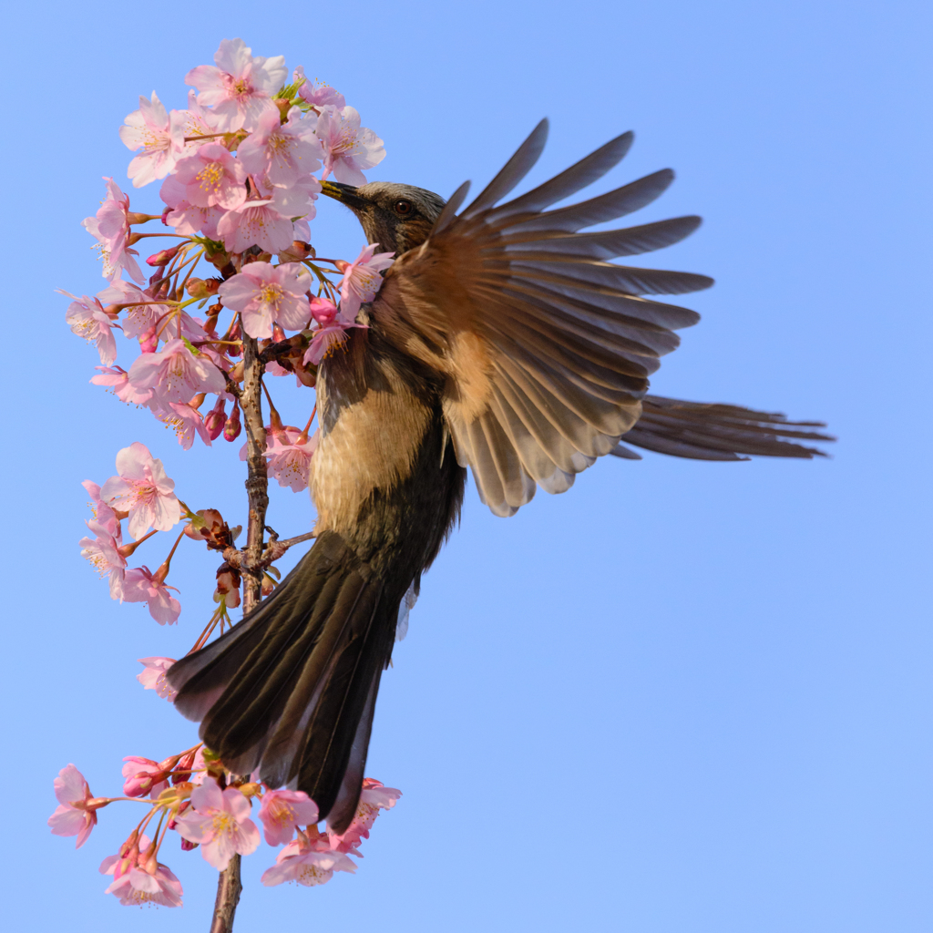 羽ばたく