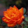 薔薇