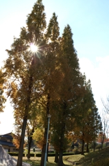 秋の公園１