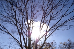 陽の光　１