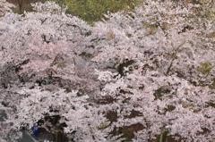 生駒の桜