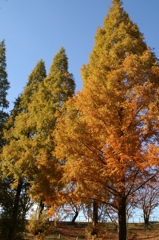 秋の公園３