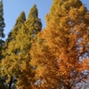 秋の公園３