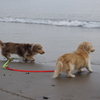 これが、海！？