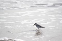 海と鳥