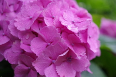 紫陽花