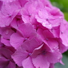 紫陽花