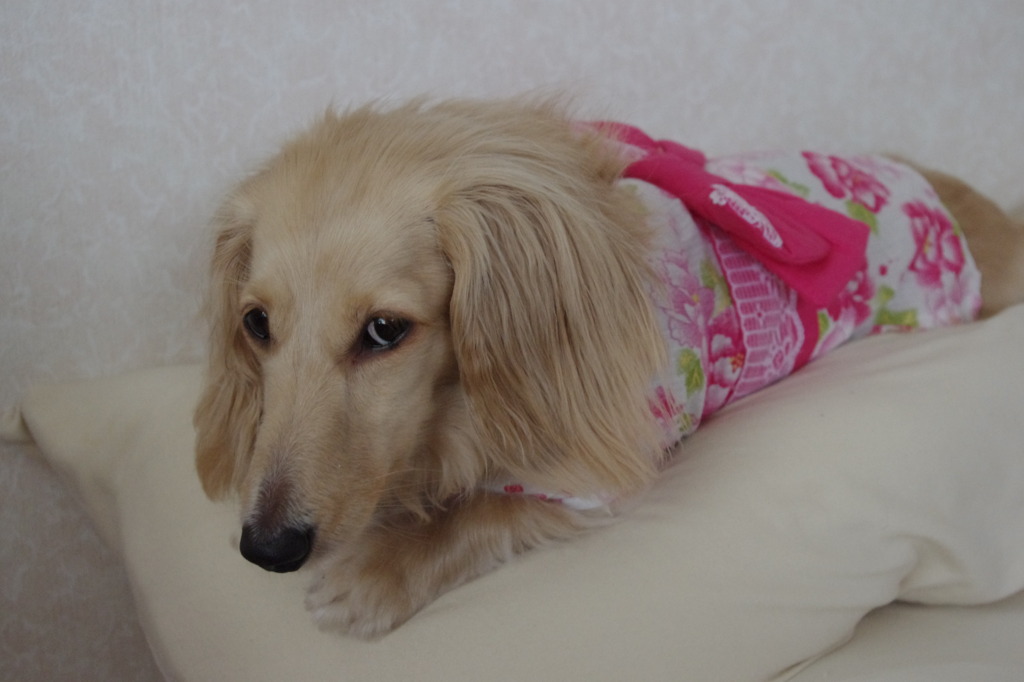 撮らないで...。