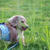 犬