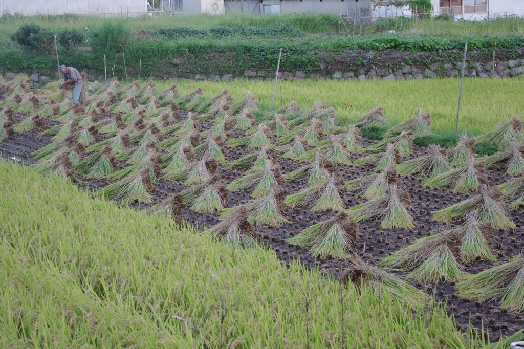稲刈り