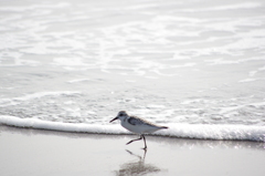 鳥と波打ち際