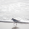 鳥と波打ち際