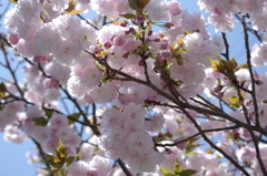 八重桜