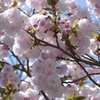 八重桜
