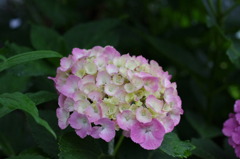 紫陽花