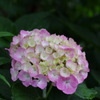 紫陽花