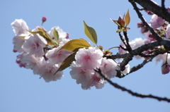 八重桜
