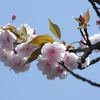 八重桜