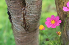 木のあいだのコスモスさん