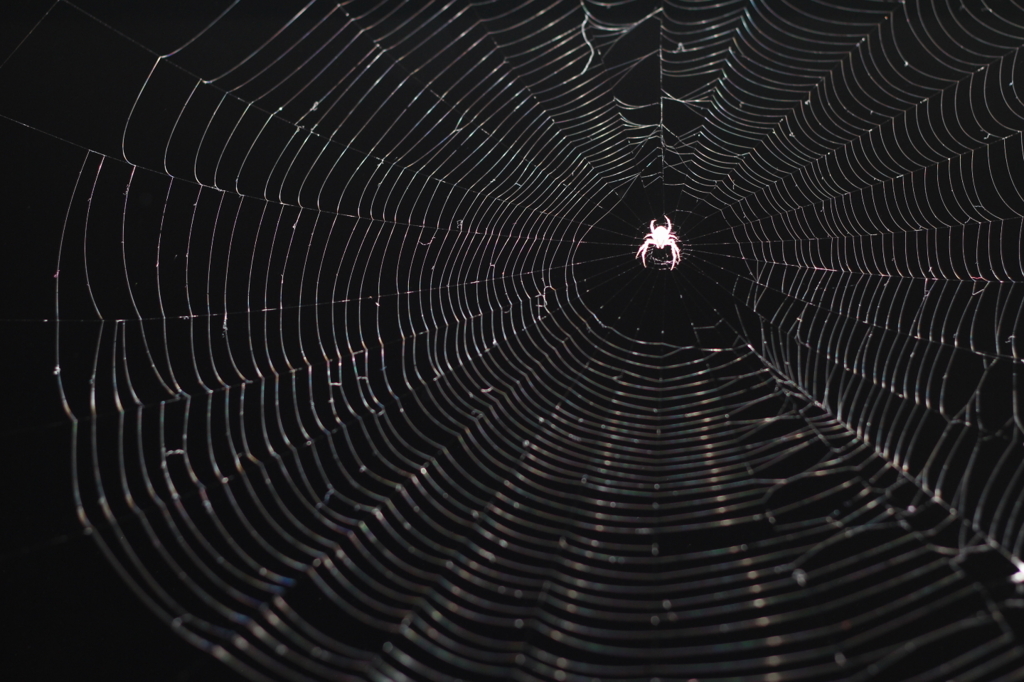 くもちゃん(〃ω〃)