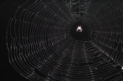 くもちゃん(〃ω〃)