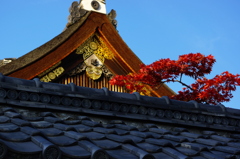 雅
