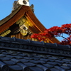 雅