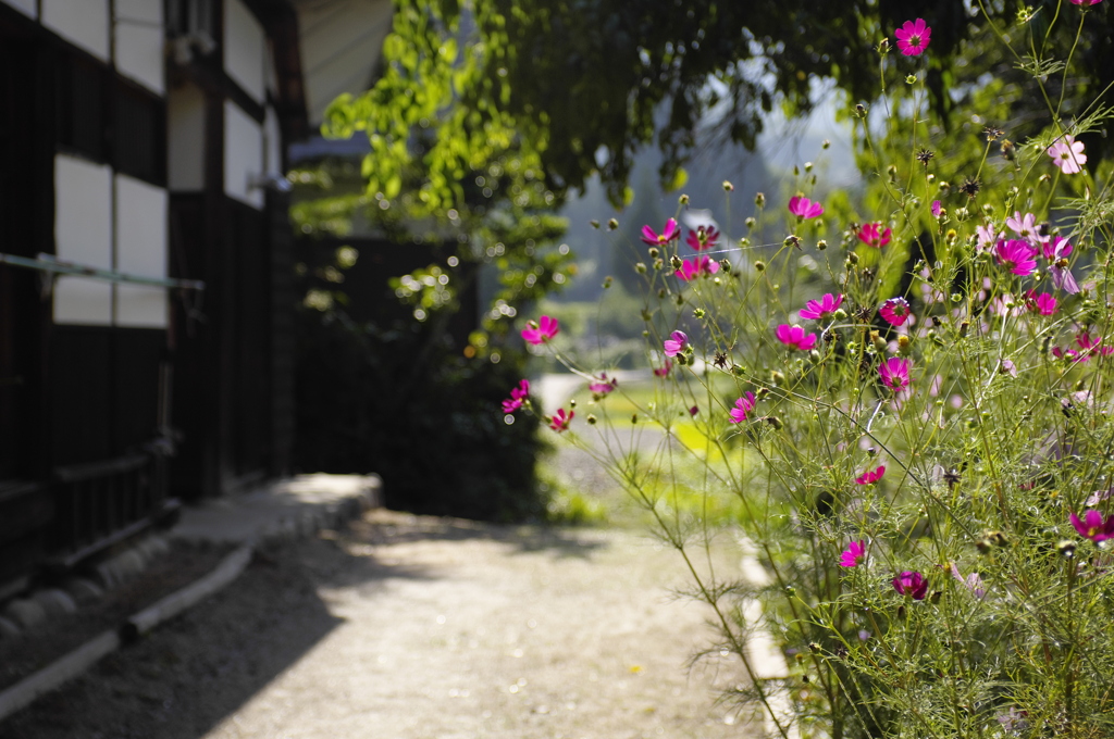 Cosmos of the village