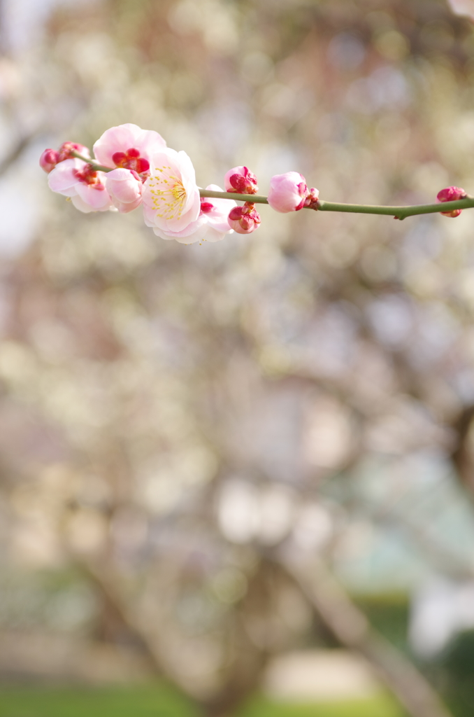 花暦～*　春のはじまり
