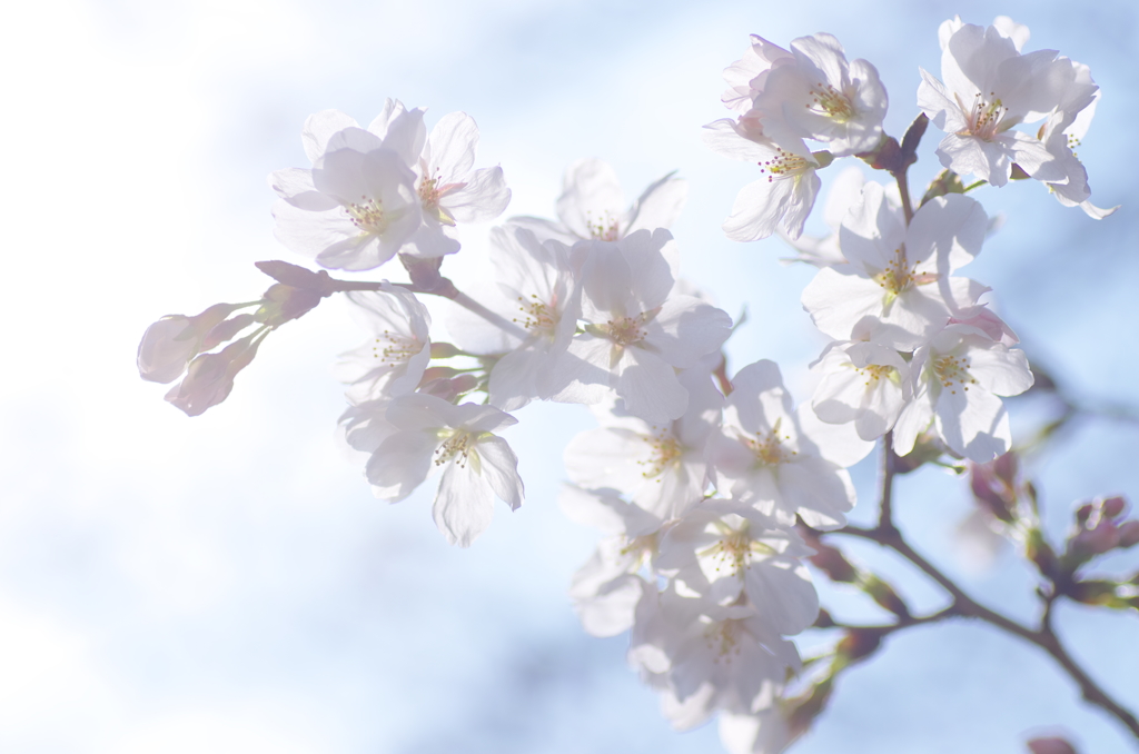 花暦～*春の序幕