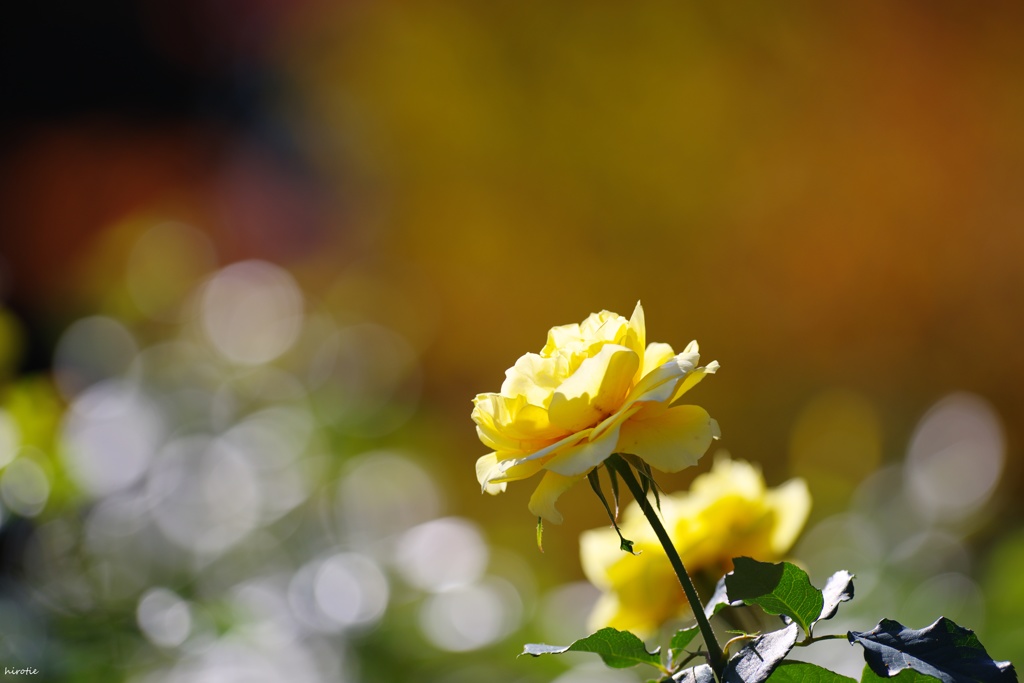 秋よ、華やかに