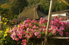 花咲く里