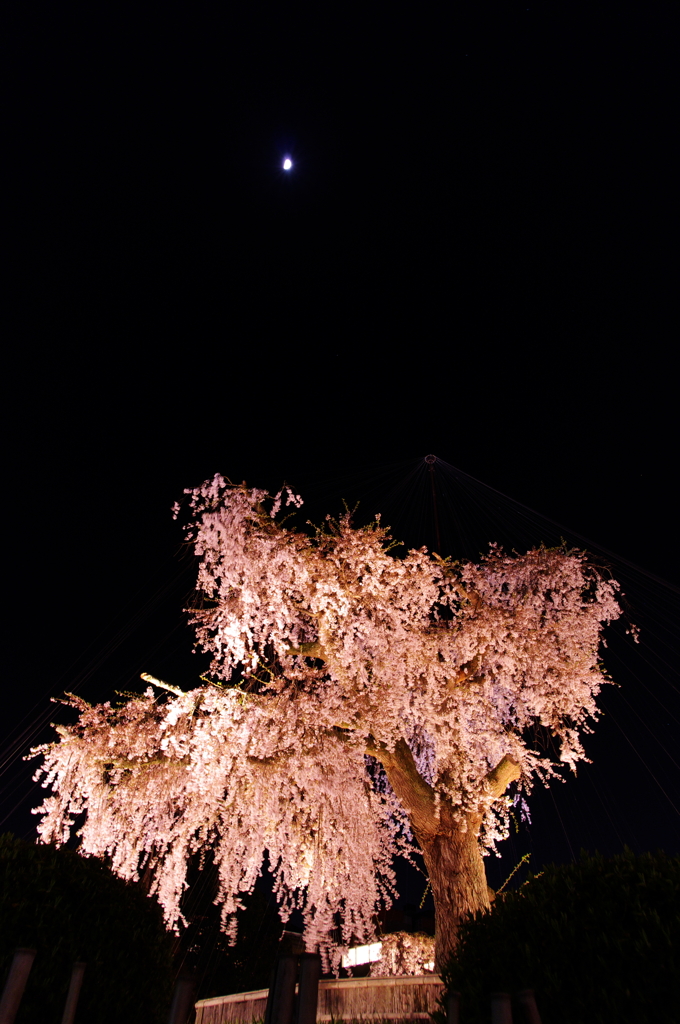 月に桜