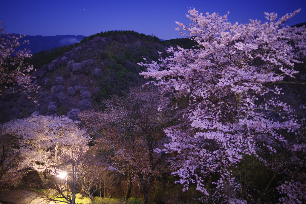 吉野・夜桜
