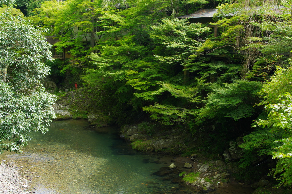 深緑の清滝川