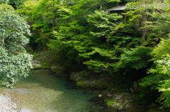 深緑の清滝川